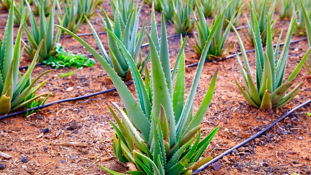 benefits-of-drinking-aloe-vera-juice-in-the-morning-nasami
