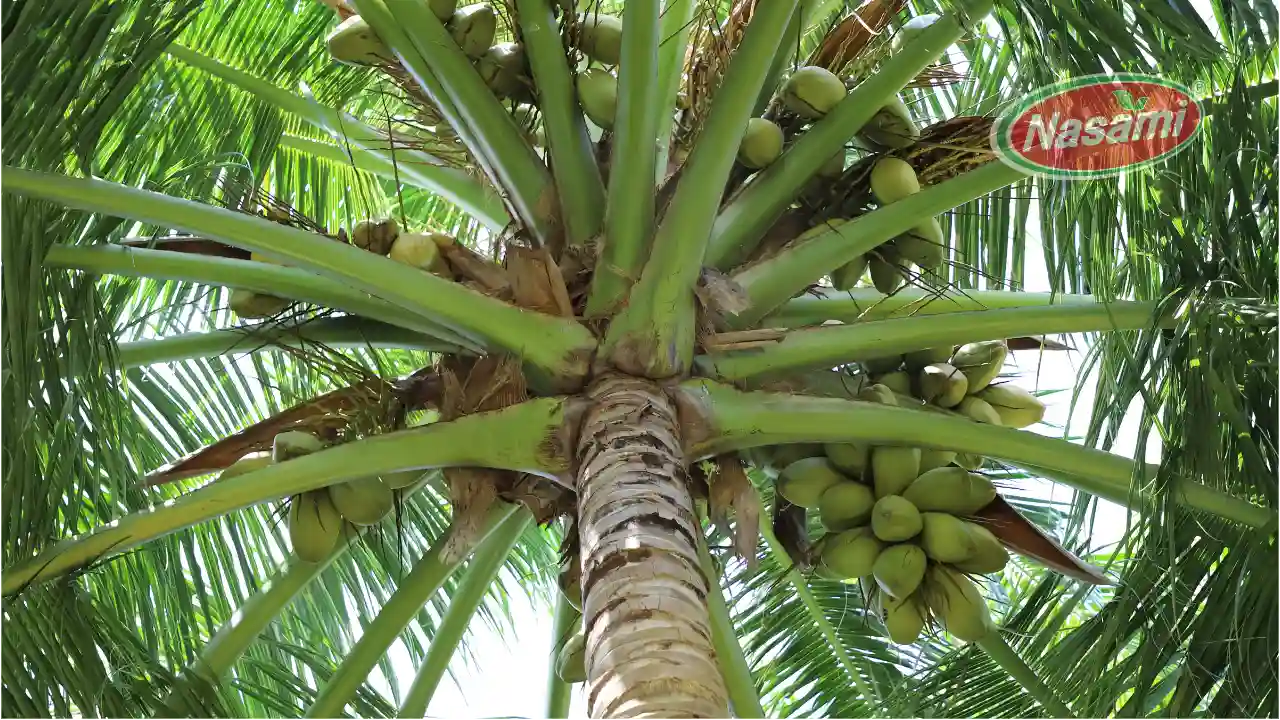 coconut-water-your-guide-to-purchasing-options-nasami