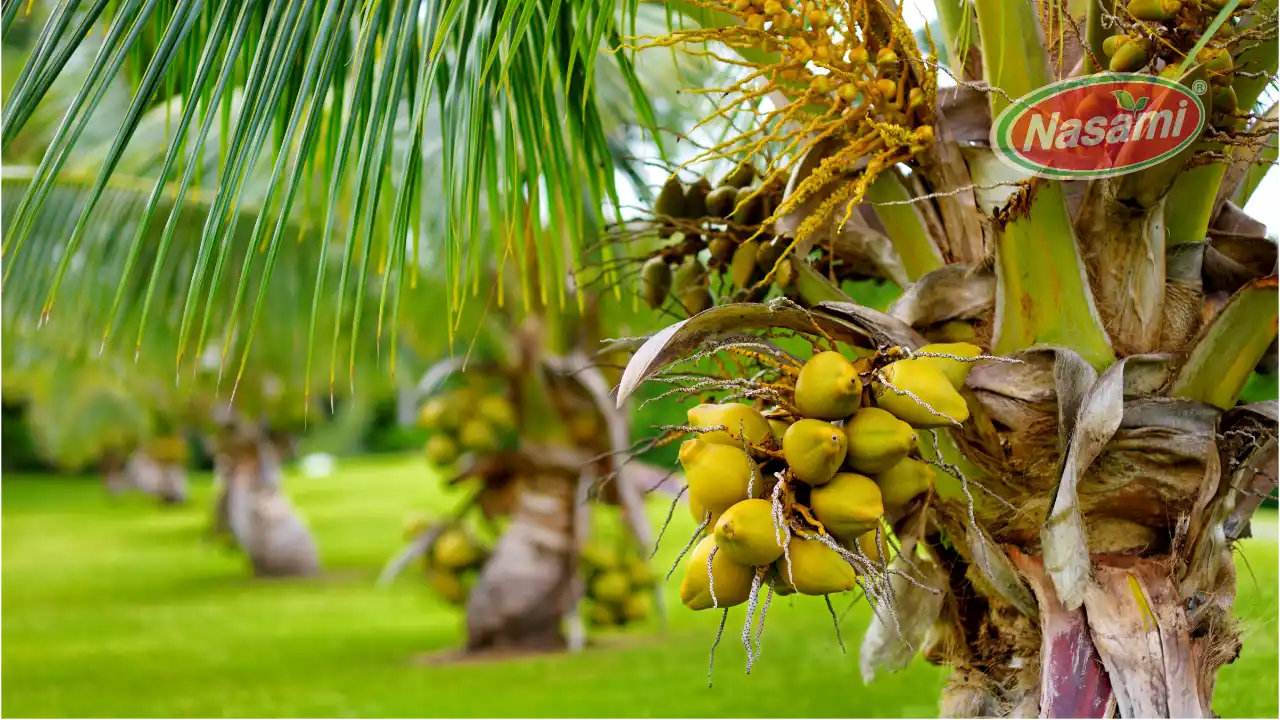 finding-coconut-water-near-you-local-and-online-sources-nasami