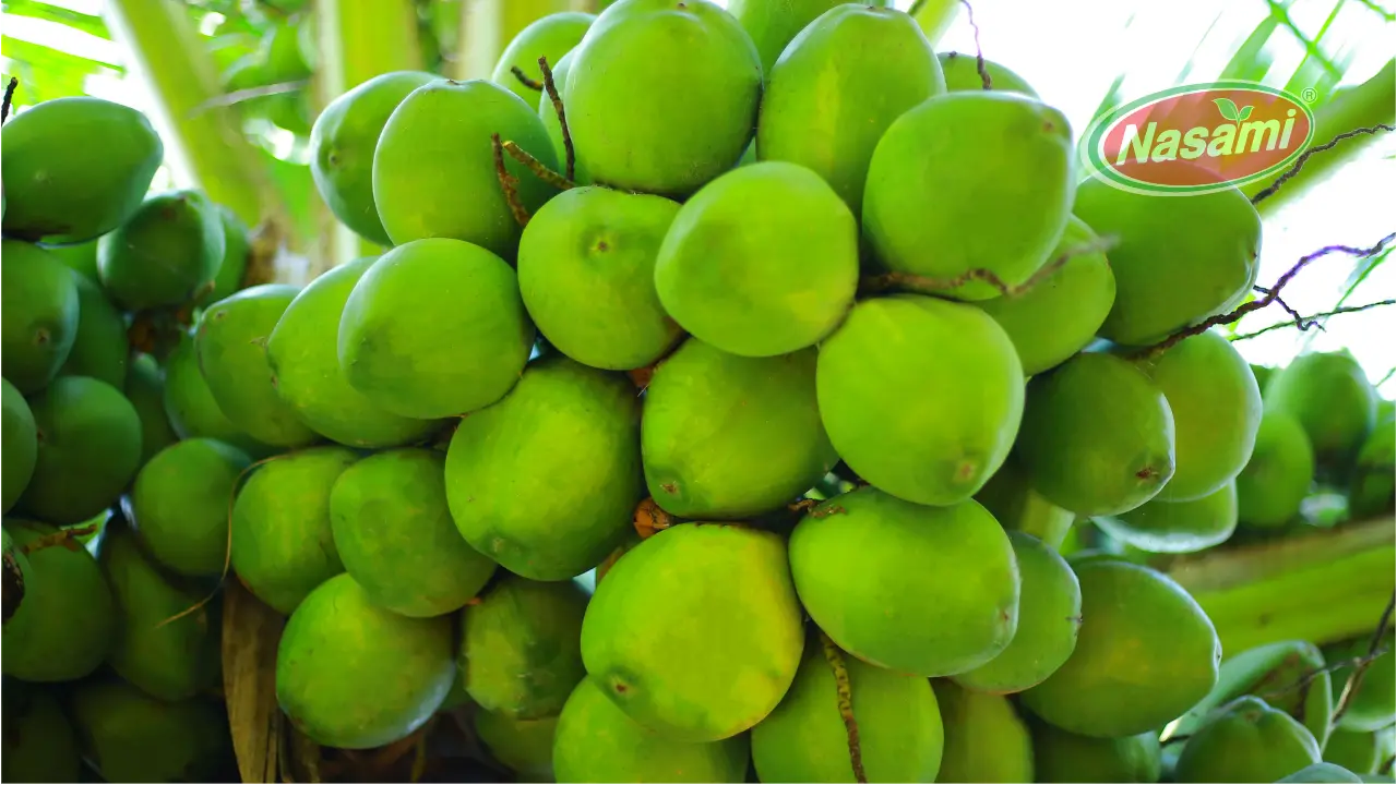 where-to-buy-coconut-water-from-grocery-stores-to-online-retailers-nasami