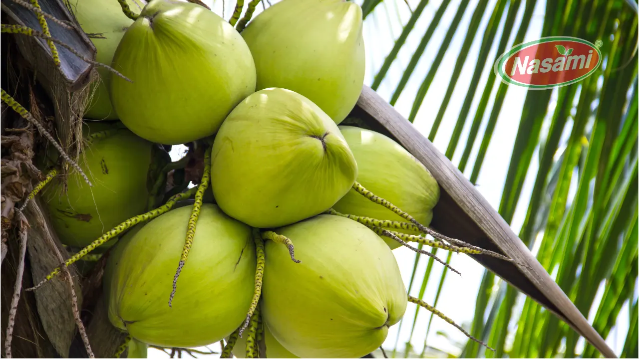 Where can you purchase coconut water?