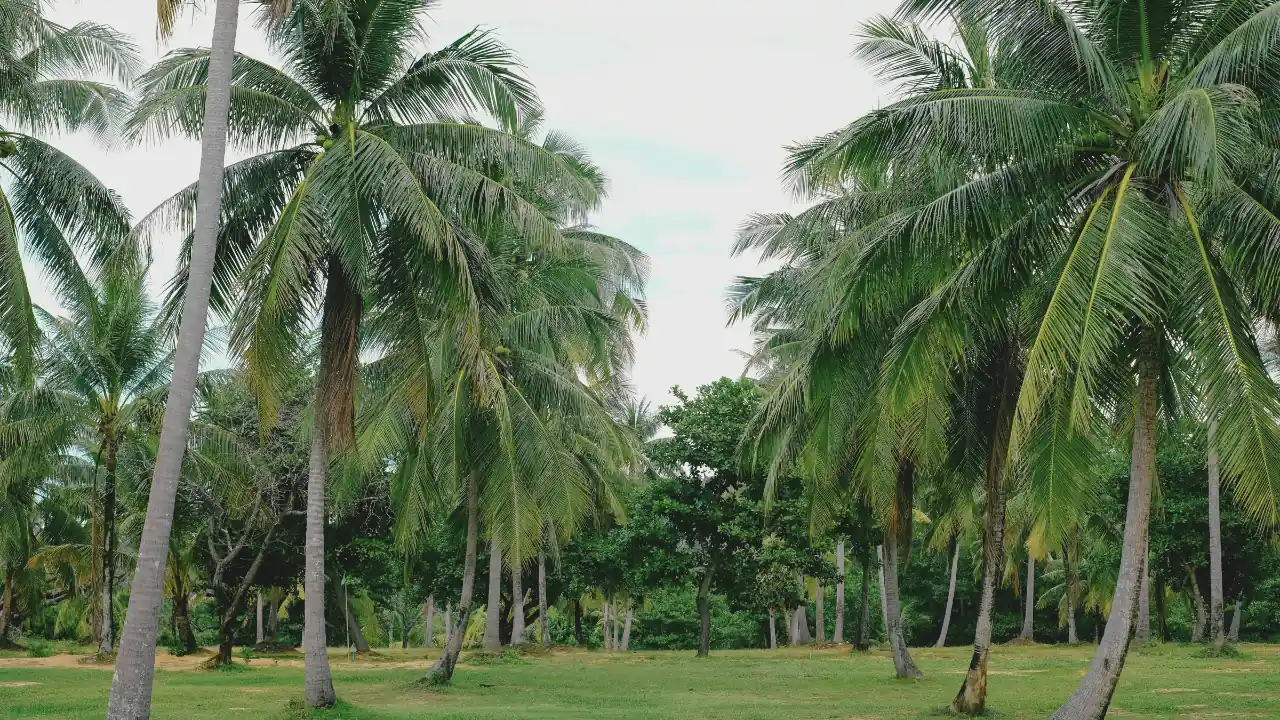 Buy Coconut Water in Bulk – Nasami B2B Solutions 3 Coconut Plantation.