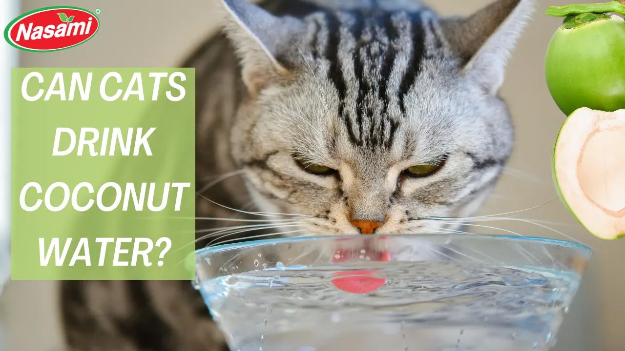 Is Coconut Water Good For Cats? Uncover the Surprising Truth! 2 Can Cats Drink Coconut Water?