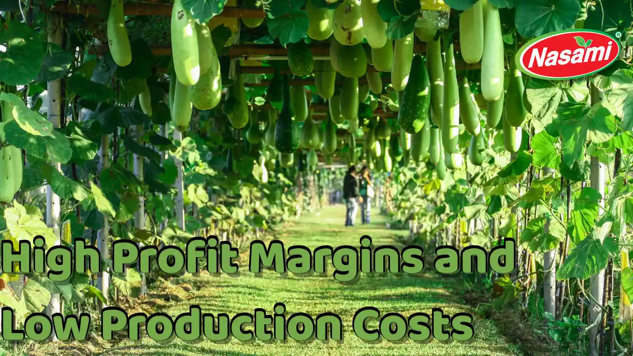 Winter Melon Juice: 5 Powerful OEM Reasons B2B Buyers Choo 3 High Profit Margins and Low Production Costs