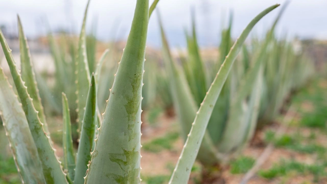 Aloe Juice Export: Unlocking High Demand Opportunities 2025 5 Organic Aloe Vera Farm.