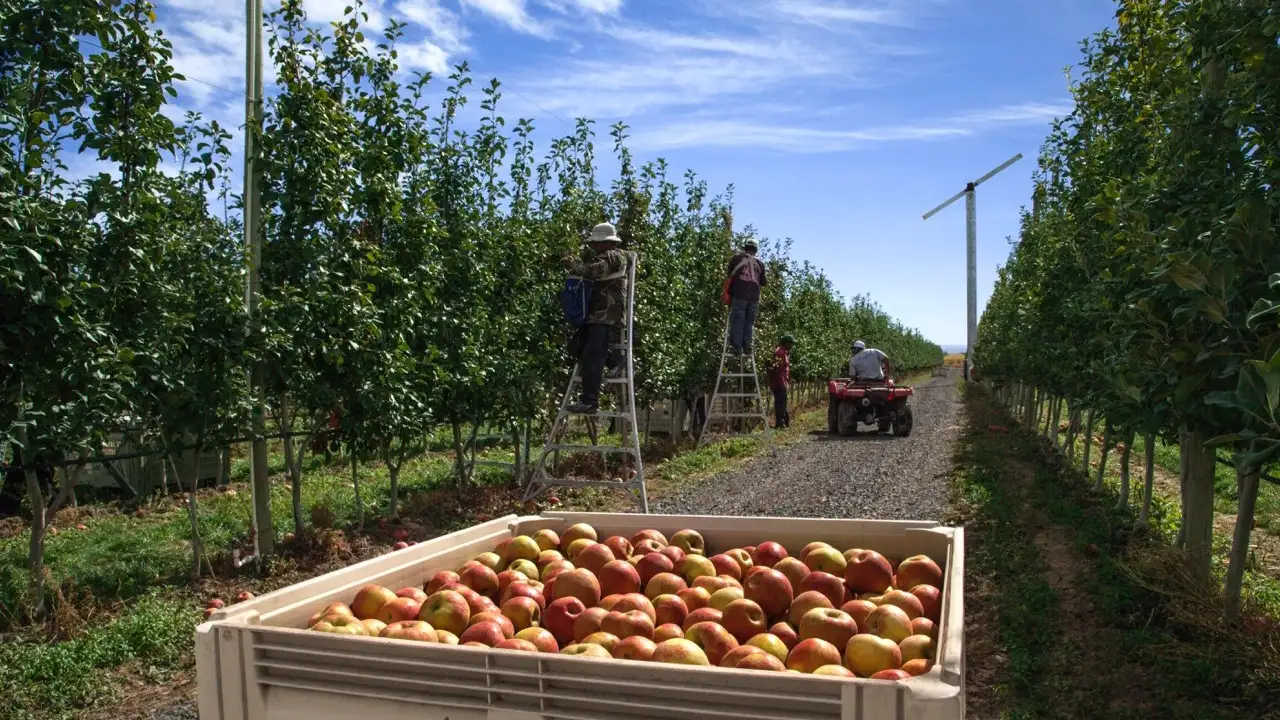 5 Irresistible Reasons Apple Carrot Juice Belongs in Your Product Line 4 Sustainable farming practices for apples and carrots used in apple carrot juice