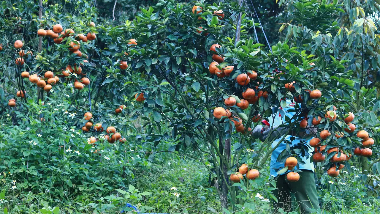 Best Orange Juice Solutions for Functional OEM & B2B Needs 2025 12 best-orange-juice-nasami-2