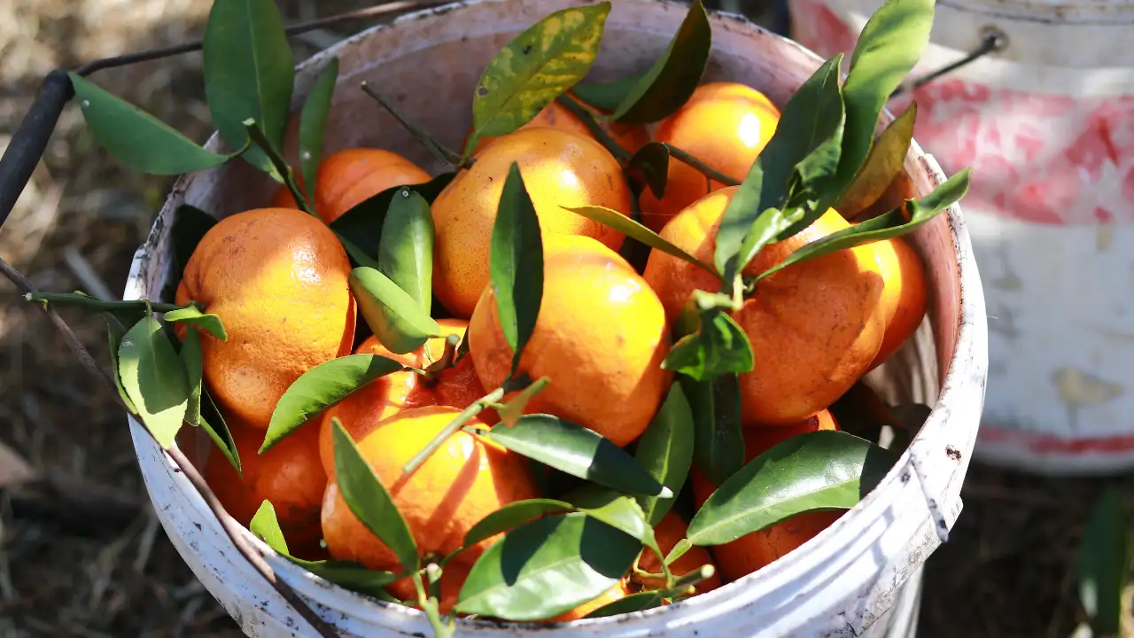 Best Orange Juice Solutions for Functional OEM & B2B Needs 2025 13 best-orange-juice-nasami-3