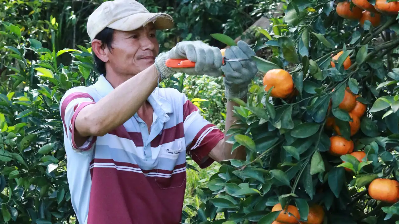 Best Orange Juice Solutions for Functional OEM & B2B Needs 2025 14 best-orange-juice-nasami-4