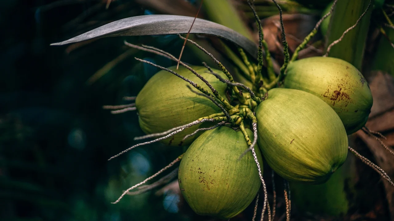 Best Coconut Waters Supplier in Southeast Asia. 1 We Provide Fresh, Pure Best Coconut Waters Sourced From The Finest Coconuts.