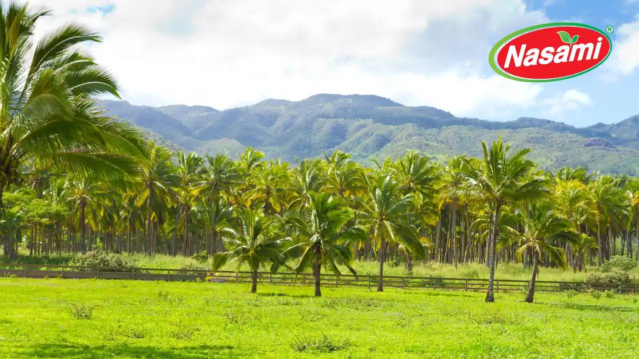 where-can-i-get-coconut-water-nasami (4)